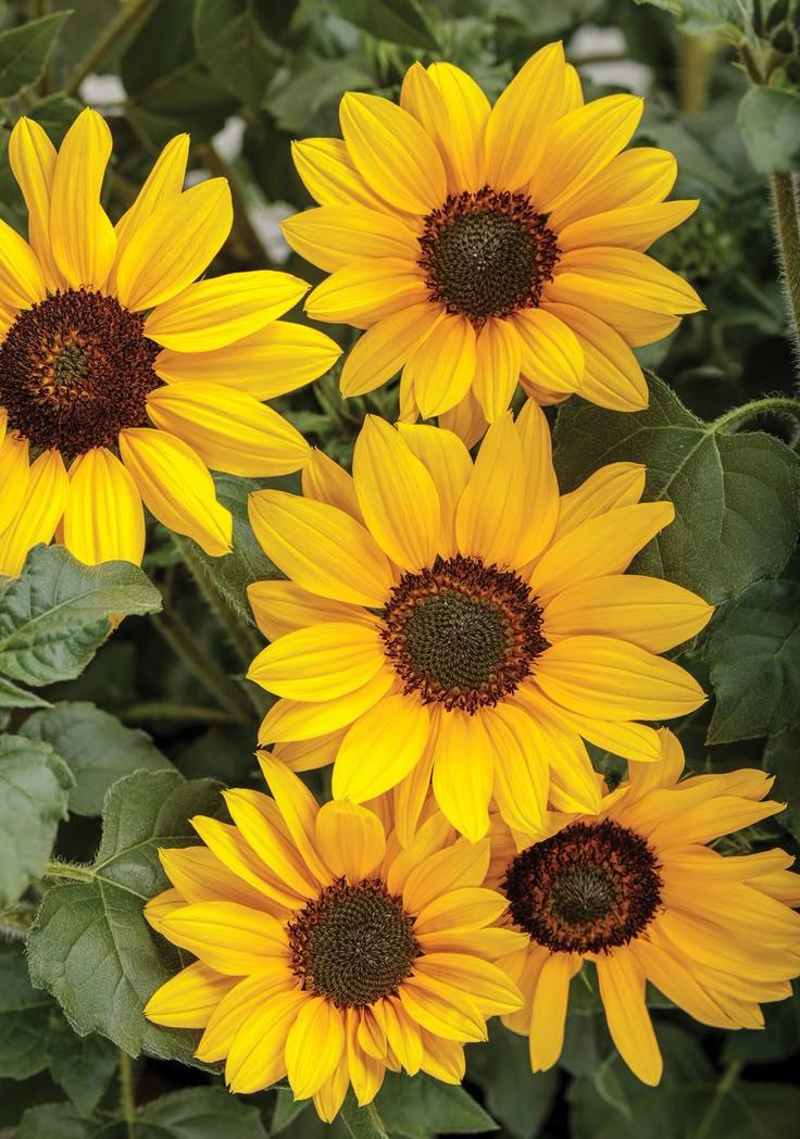 Harmony in Hues Flower Symphony